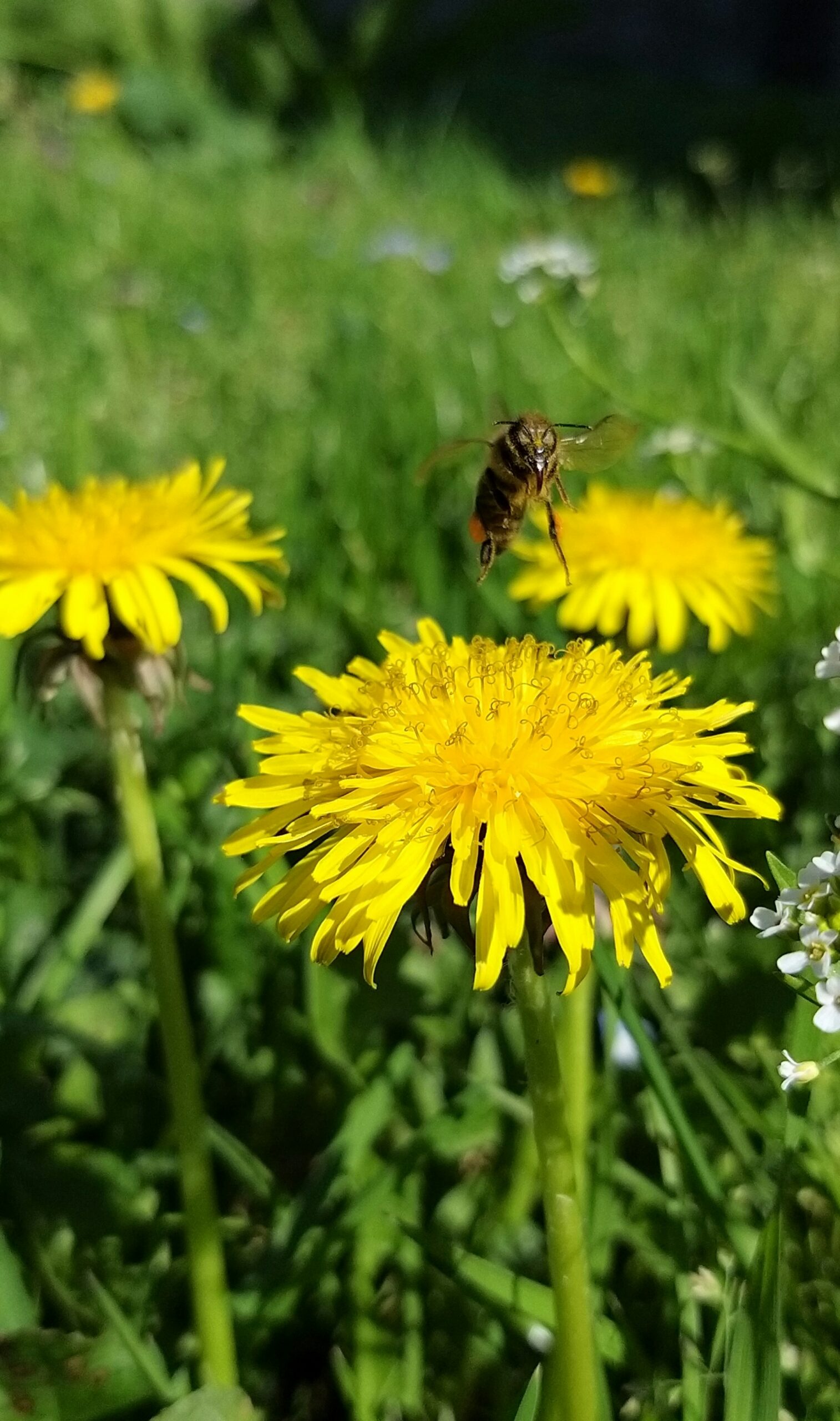 a bee on a dandelion flower in a field