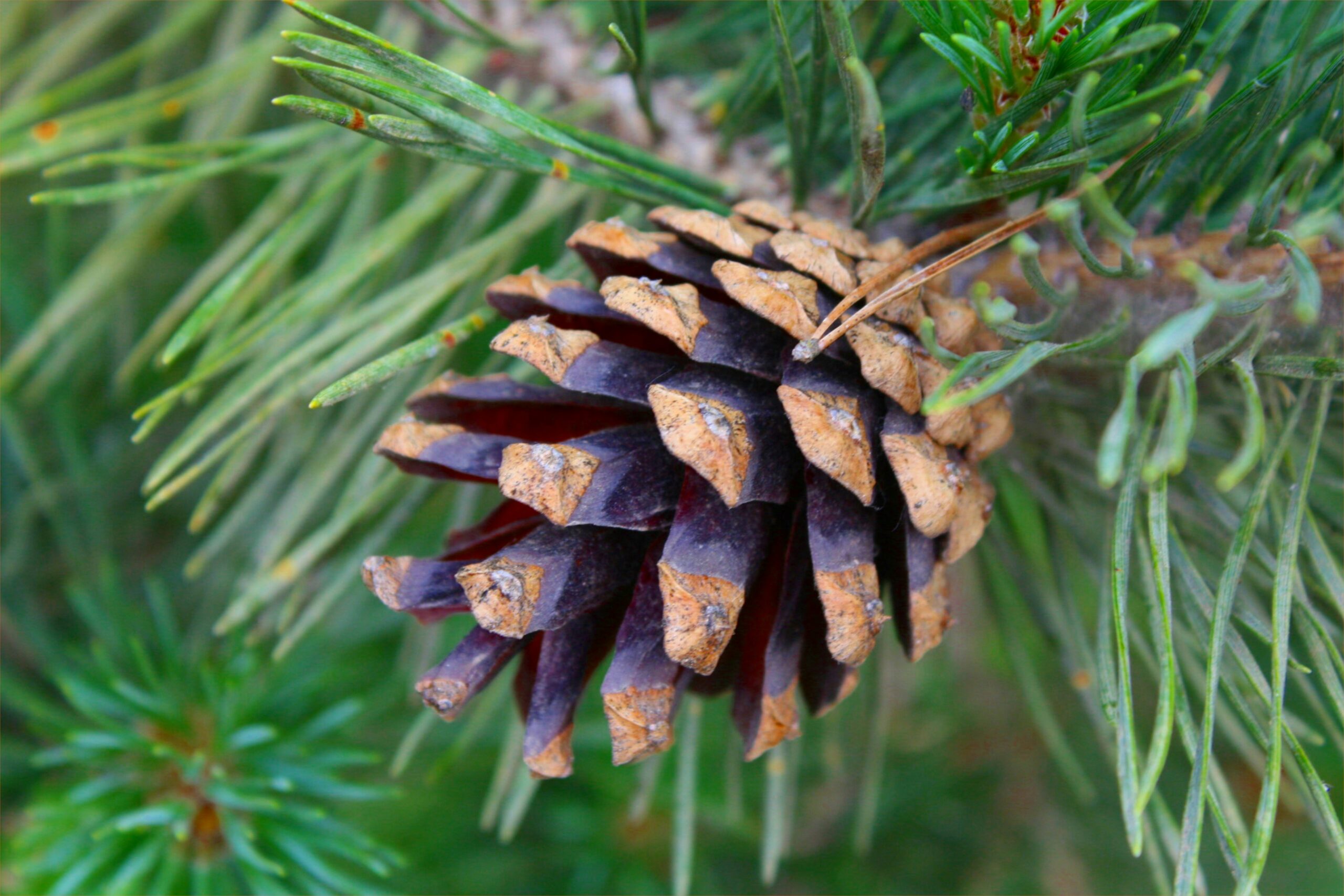 a pine cone on a tree