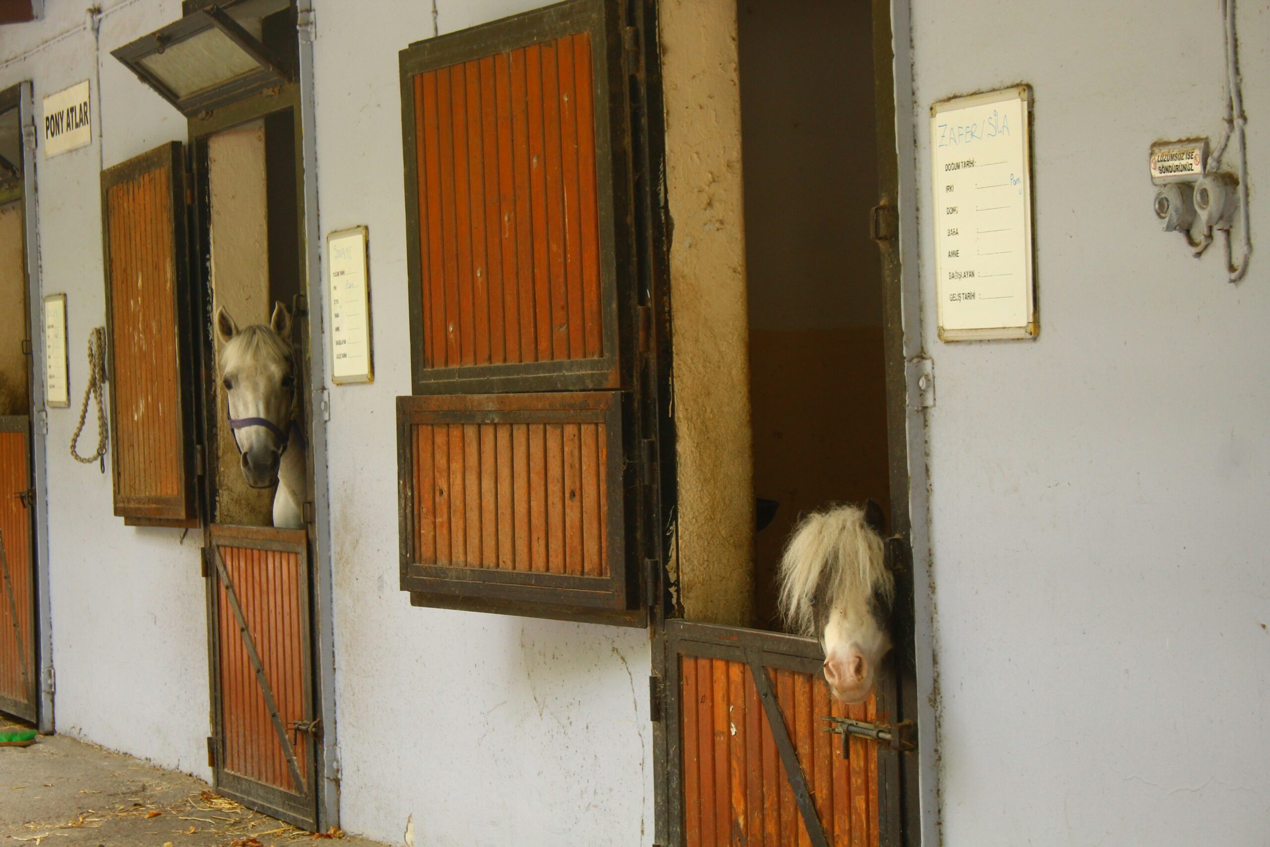 horses in a doorway